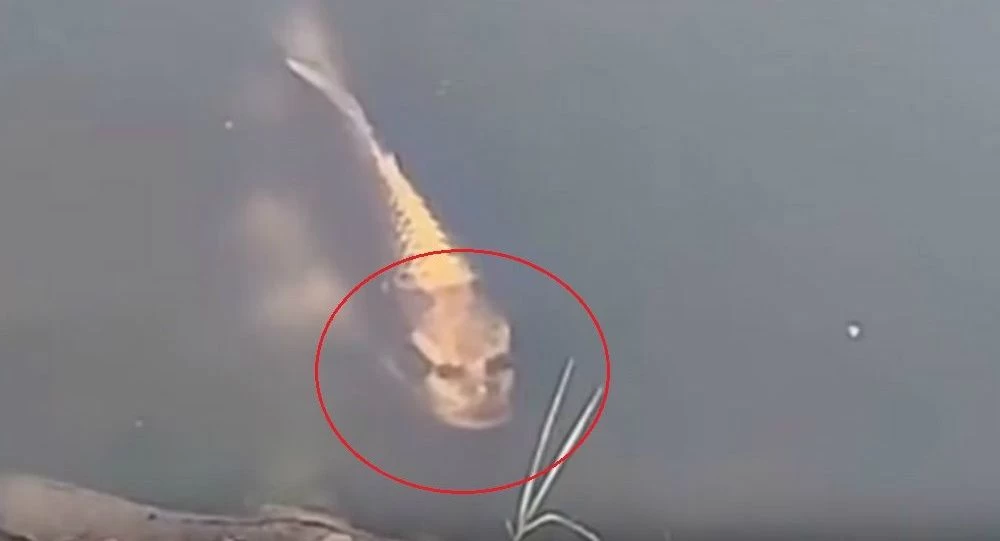 Παράξενο βίντεο με ψάρι που έχει πρόσωπο ανθρώπου!